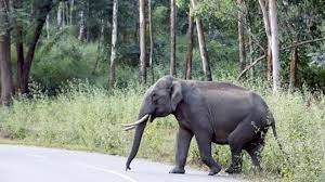 Photo of हाथी के कुचलने से एक की मौत.