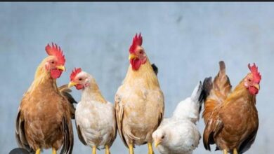 Photo of बोकारो में मुर्गियों की मौत के बाद अलर्ट जारी